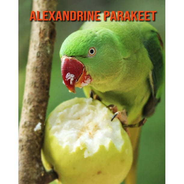 Alexandrine Parakeet Childrens Book Amazing Facts Pictures About Alexandrine Parakeet Paperback Walmart Com Alexandrine Parakeet Childrens Book Amazing Facts Pictures About Alexandrine Parakeet Paperback Walmart Com