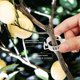 thumbnail image 2 of KAIYANG 100 piezas de clips para plantas de jardín, clips de soporte para plantas para fijar tomates, verduras y pepinos transparentes, 2 of 5
