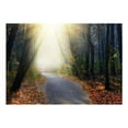 thumbnail image 2 of Tiptophomedecor Peel and Stick Forest Wallpaper Wall Mural - Road Through The Forest - Removable Wall Decals, 2 of 3