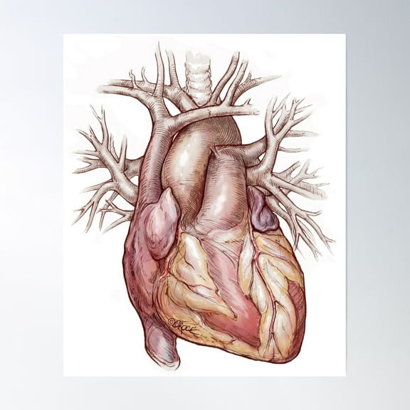 Anatomical Heart In Color Poster Wall Art, Modern Wall Decor, 8x12 UNFRAMED