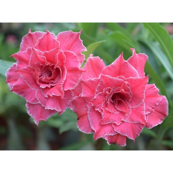 4 Double Bubble Gum White Desert Rose Seeds Adenium Obesum Flower Perennial Flowers Exotic 611