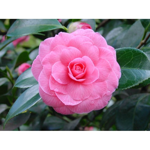 Camellia 5pot