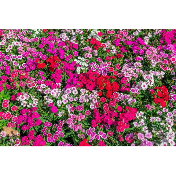 500 CHINESE PINKS (China Pinks / Rainbow Pink) Dianthus Chinensis Flower Seeds