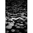 thumbnail image 2 of Markachev, Leonid 13x18 White Modern Wood Framed Museum Art Print Titled - Forest, 2 of 4