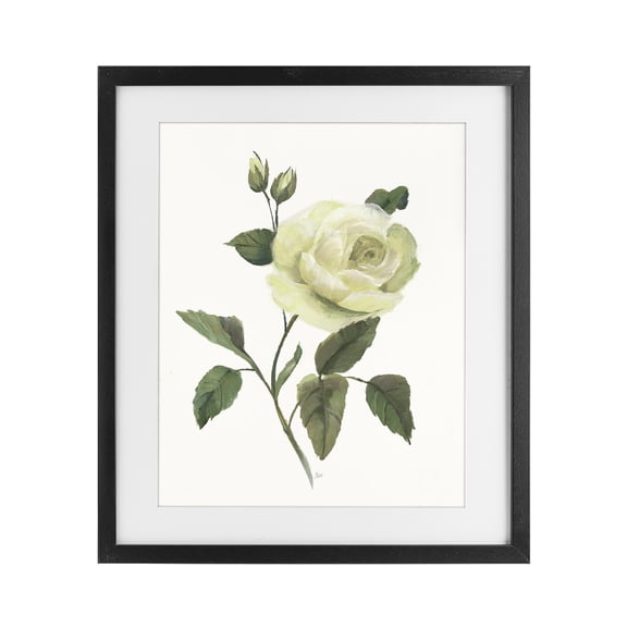Stupell Industries Transitional Cream Garden Rose with Buds Black Framed Print Under Glass, 13 x 16, by Nan
