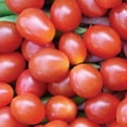 thumbnail image 4 of Ferry-Morse 15 PS Tomato Jelly Bean Hybrid Annual Vegetable Seeds, Full Sun, 4 of 11