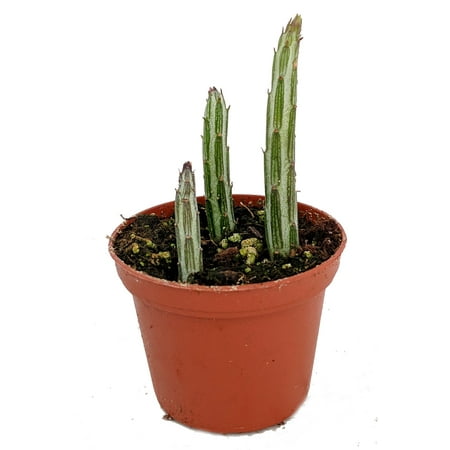 Candy Plant - Candy Stick - Pickle Plant - Senecio stapelliformis - Easy to Grow- 2.5
