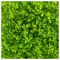 thumbnail image 5 of Everwilde Farms - 2000 Pepper Cress Herb Seeds - Gold Vault Jumbo Bulk Seed Packet, 5 of 5