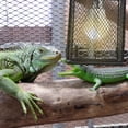 thumbnail image 4 of COMPUKAS Para Reptiles Cubierta De Malla Y Duradera De Metal, 4 of 5