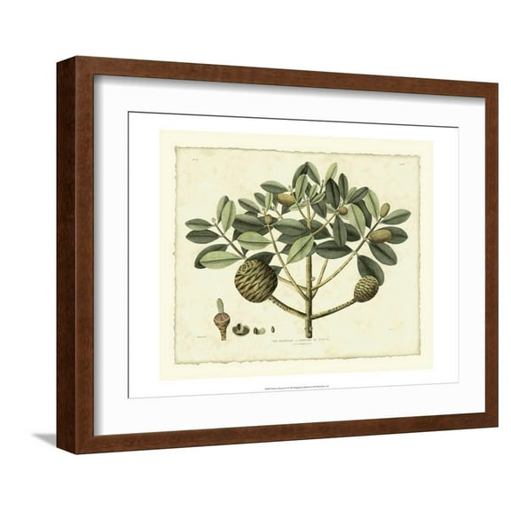 Art.com Delicate Botanical IV Art Print by Samuel Curtis, Brown Frame Wall Art, 21" x 17"