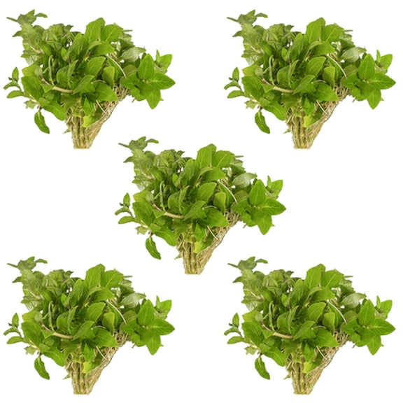 Staurogyne Repens Live Aquarium Plant 5 Portions Freshwater Carpet Plant