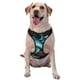 thumbnail image 1 of Balery Blue Viper Snake Arnés para Perros Grandes Antitirones, Arnés con Correa para Gato, Arnés Tipo Chaleco para Perros Pequeños-Small, 1 of 6