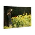 thumbnail image 4 of Stupell Industries Owl Perched in Meadow Landscape Photography Gallery Wrapped Canvas Art Print Wall Art, 30 x 20, 4 of 8