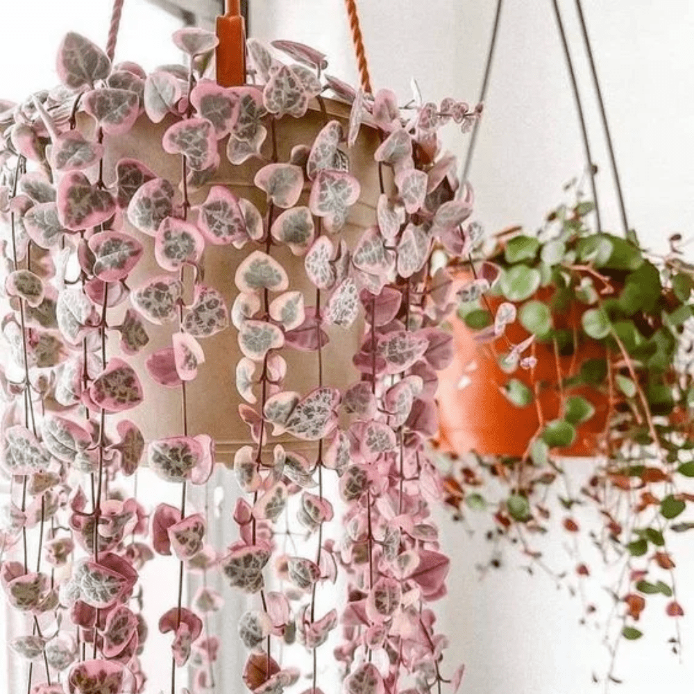 Variegated String of Hearts Plant Live, Ceropegia Woodii Vine Succulent Live Houseplant, In 2.5" Pot