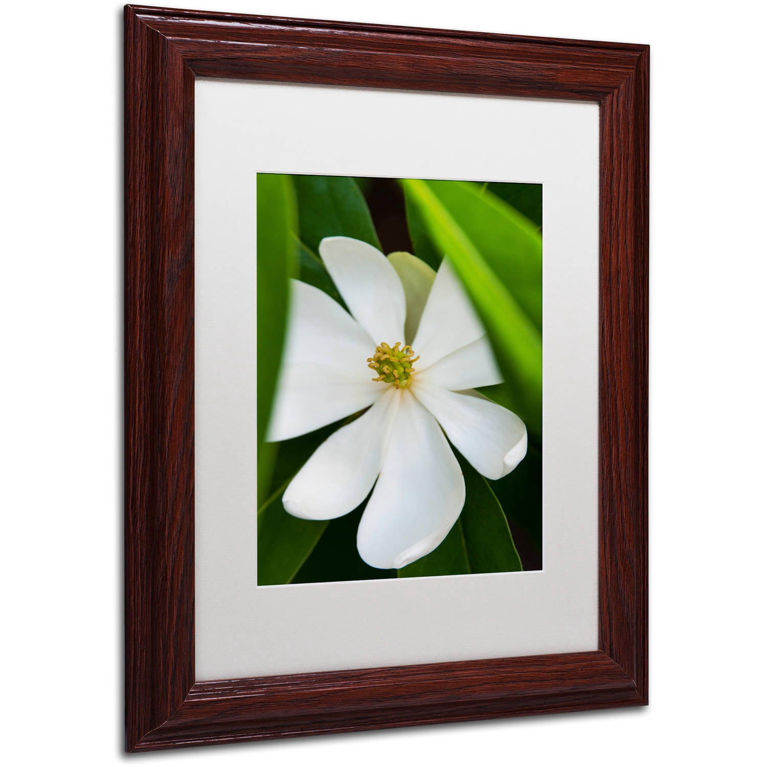 Trademark Fine Art "White Magnolia Flower" Canvas Art by Kurt Shaffer, White Matte, Wood Frame