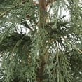 thumbnail image 3 of 4' Cedar Tree, 3 of 5