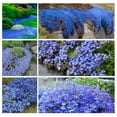 Blue Creeping Thyme Seeds MMF7 for Planting Perennial Landscaping