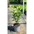 thumbnail image 3 of Nicely-Sized Fragrant Night Blooming Jasmine in one trade gallon Container (0.667 gallons of dirt), 3 of 5