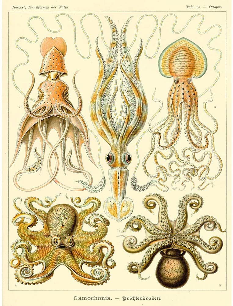 Wee Blue Coo Nature Ernst Haeckel Octopus Biology Germany Vintage Wall Art Print Mur Encadré Décor 30 x 41 cm