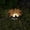 Orange, variant on Hvot&aat Solar Flower Ground Lights, Outdoor Solar Garden Stake Lights, Flower Shaped Pathway Lights for Yard Lawn Patio