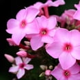thumbnail image 2 of PhotoINC Studio 20x20 White Modern Wood Framed Museum Art Print Titled - Pink Flowers, 2 of 4