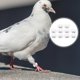 thumbnail image 4 of 100 anillos numerados para identificación de palomas (001-100), reutilizables, para patas de aves de corral, herramientas de marcado para granjas avícolas., 4 of 5