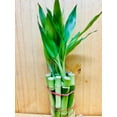 thumbnail image 4 of Live Lucky Bamboo 6&rdquo; Plants, 4 of 6