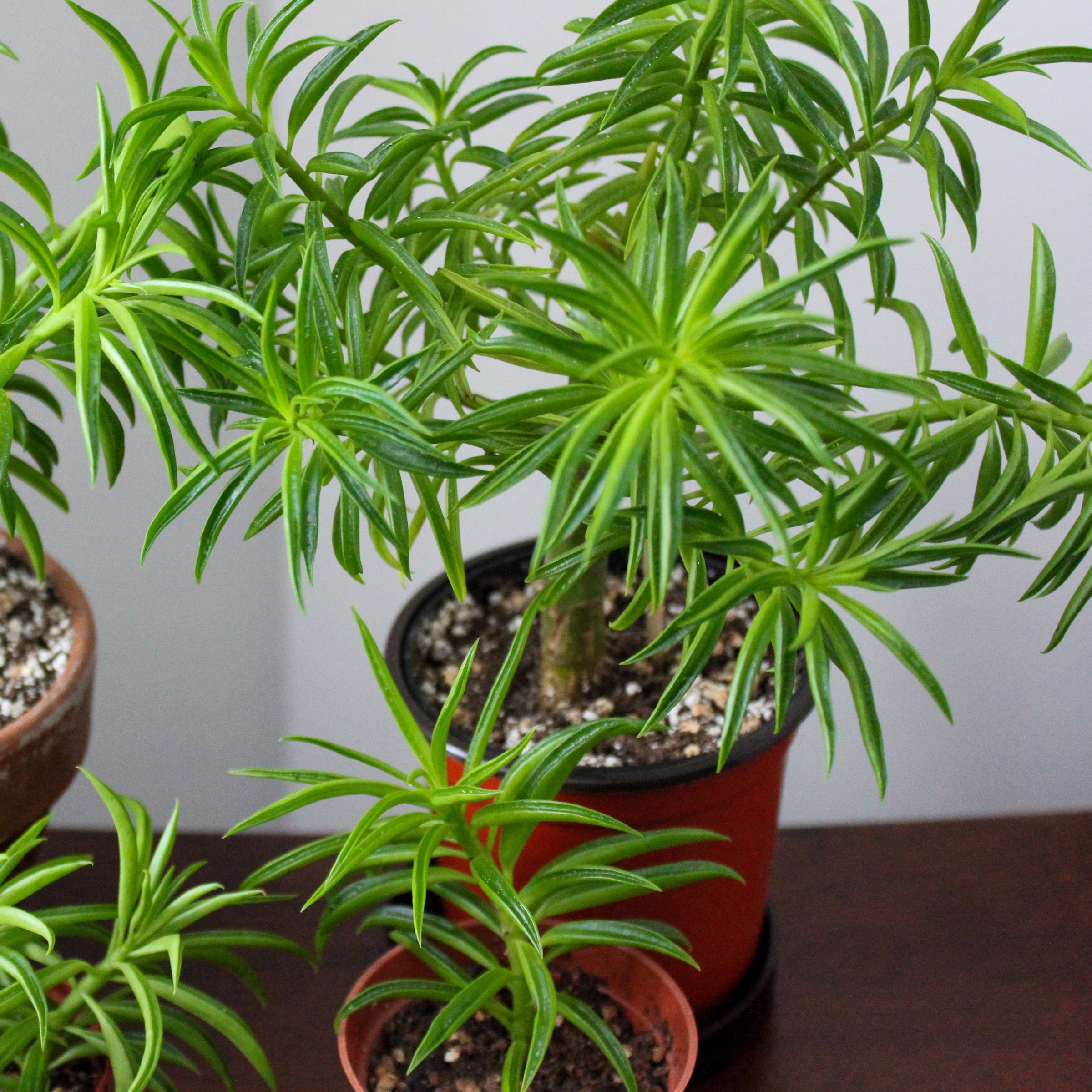4 in. Peperomia Nevada Happy Bean Plant in Grower Container