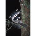 thumbnail image 1 of Posterazzi DPI1787585 Raton Laveur dans un Arbre Affiche Imprimée par David Ponton, 12 x 18, 1 of 1