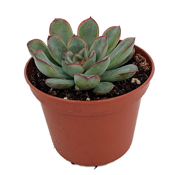 Red Tipped Desert Rose Succulent - Echeveria pulidonis - 2.5" Pot