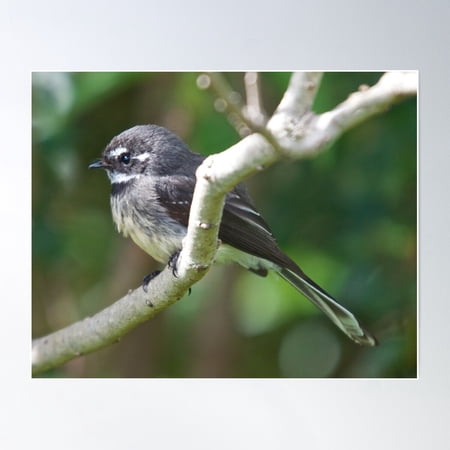 Fantail ~ Grey Fantail Hrz4Kmjm By David Irwin Poster Wall Art, Modern Wall Decor For Living Room Bedroom, 12x18 UNFRAMED