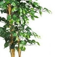 thumbnail image 3 of 7’ Ficus Silk Tree, 3 of 12