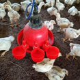 thumbnail image 2 of 6 Pieces Series Chicken Watering Can Automatic Filling Waterer Poultry Drinking Bowl Watering Feeder Cup for Chicken, 2 of 5
