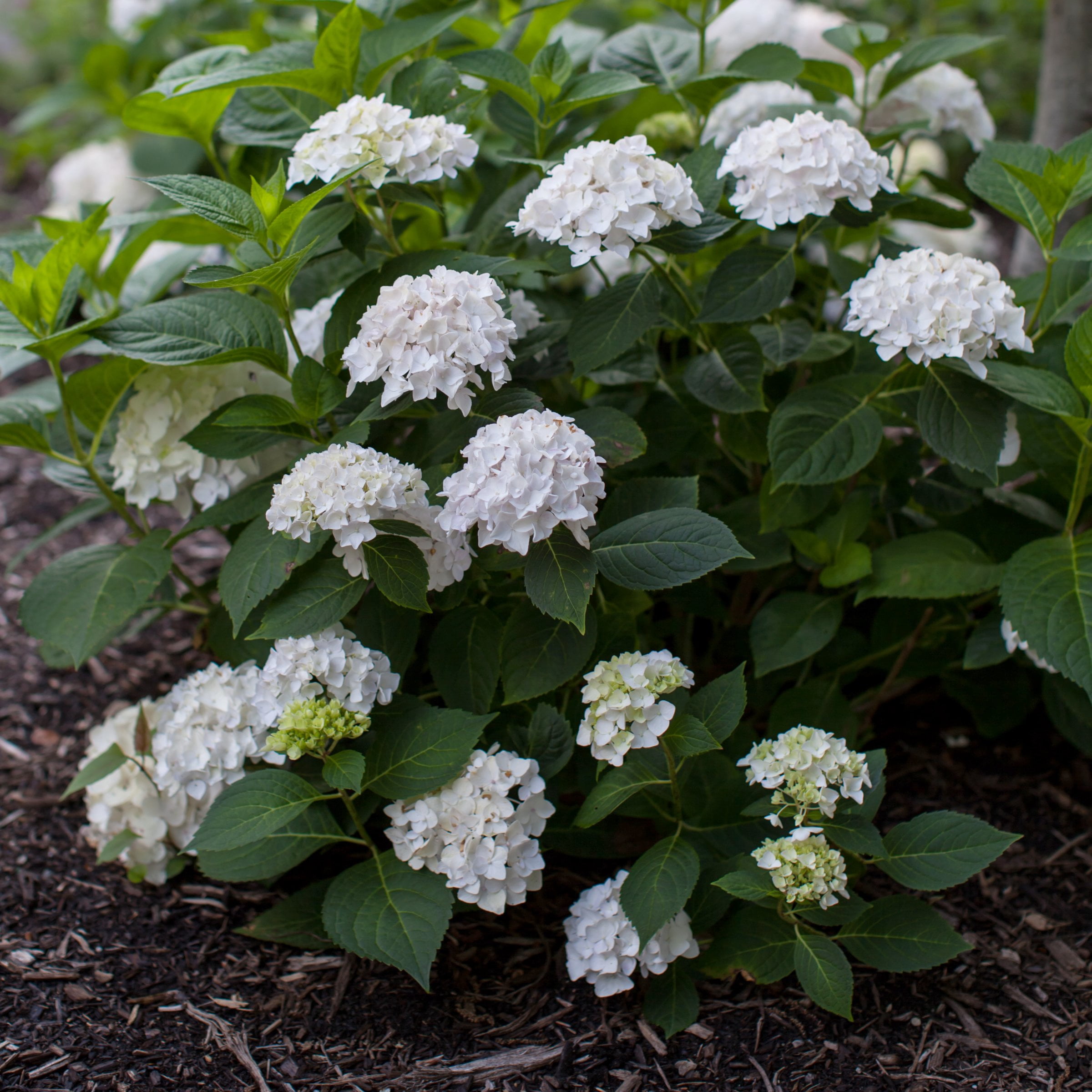 National Plant Network 1 gal. Hydrangea Endless Summer Blushing Bride