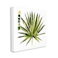 thumbnail image 3 of Stupell Industries Succulent Aloe Plant Spiky Leaves Abstract Paint Scale,36 x 36, Design by Jennifer Paxton Parker, 3 of 7