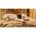 thumbnail image 3 of HI-LINE GIFT LTD. PIG SLEEPING, 3 of 7