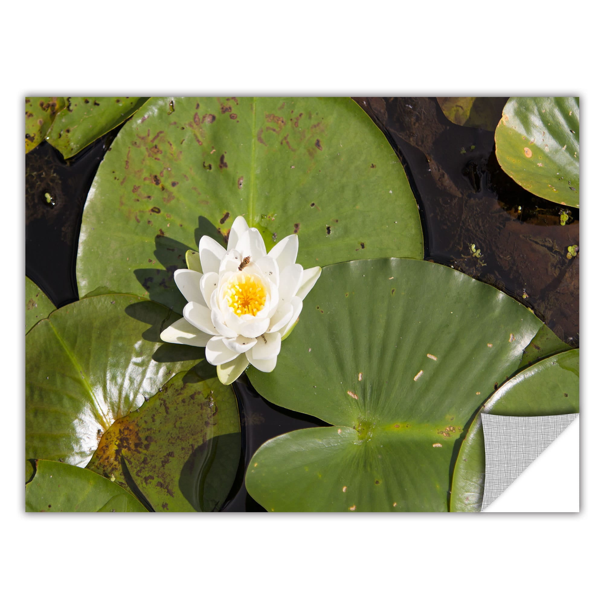 Cody York "Lilly Pad" Removable Wall Art Graphic