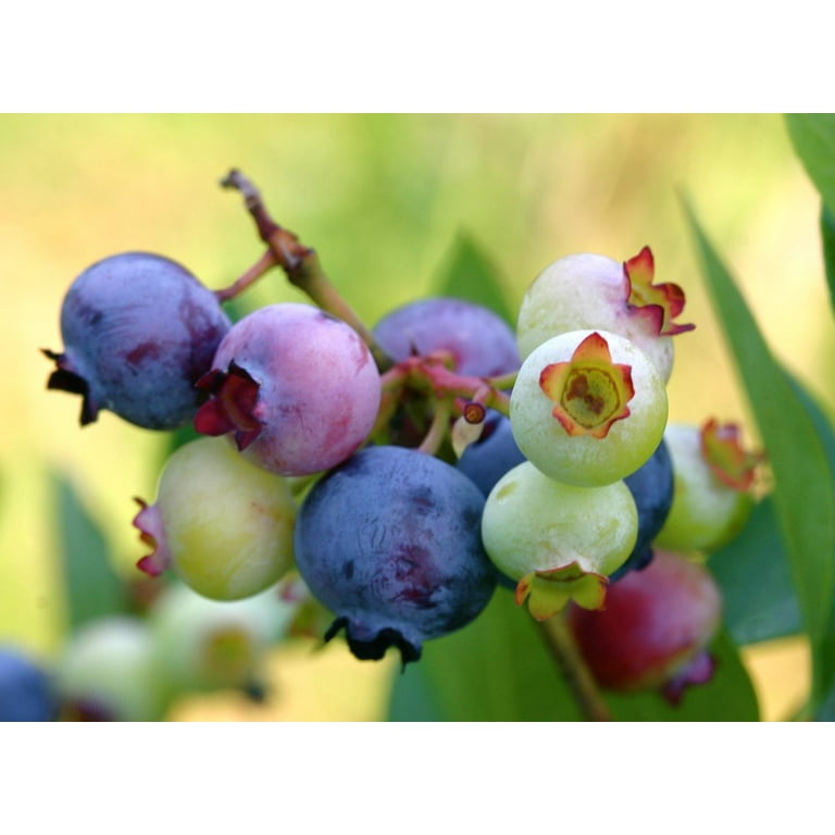 planting forget me not seeds Argentine Forget Me Not Seeds  Jig-Bee Flower and Seed Company