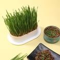 thumbnail image 4 of Hydroponic Seedling Tray Creative Cat Snack Catnip Growing Pot Reusable Garden Catnip Growing Bowl Pet Supplies (BL065-4C), 4 of 7