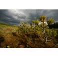 thumbnail image 5 of The Jonsteen Company Mugo Pine Live Tree, Eco-Friendly, 5 of 8