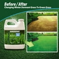 thumbnail image 3 of Endurant Perennial Rye Light green grass lawn colorant, 3 of 4