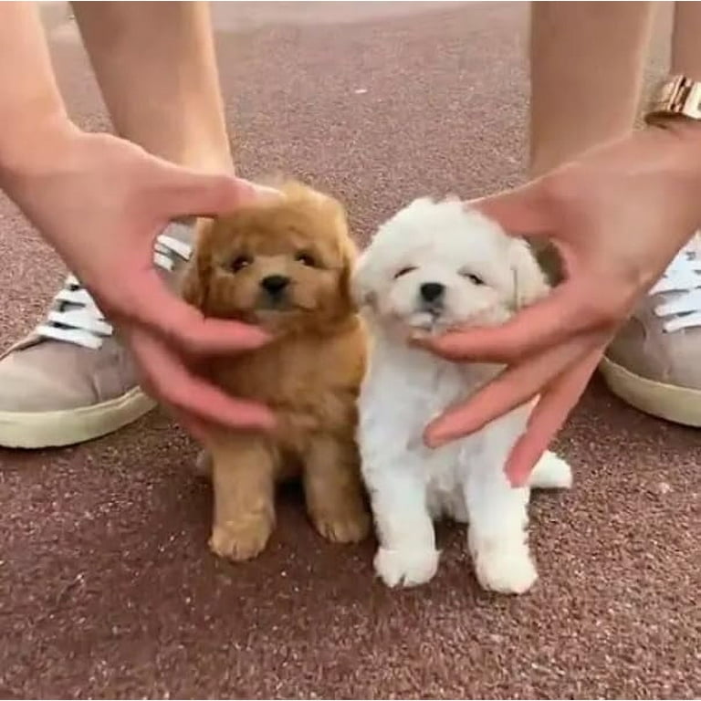 Milow Robot Puppy, Milow My Realistic Robot Puppy, Milowrobotics