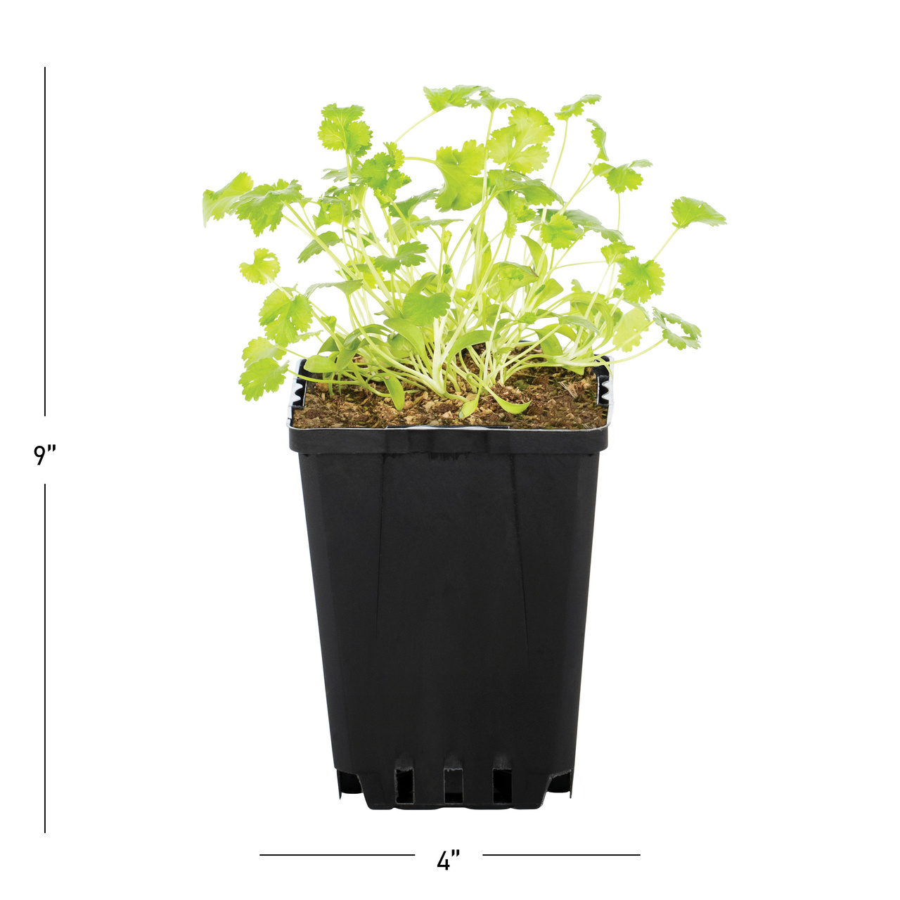 Expert Gardener 1PT Cilantro Live Edible Plant Sun 6-Pack