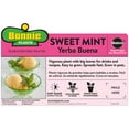 thumbnail image 6 of Bonnie Plants Sweet Mint 2.32 qt., 6 of 10