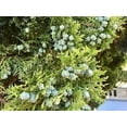 thumbnail image 5 of Blue Cone Arborvitae  2 Extra Large 3 Gallon Plants  Elegant & Hardy Evergreen Shrub, Striking Blue Foliage, Ideal for Privacy Screens, Hedges, and Landscape Accents, 5 of 5