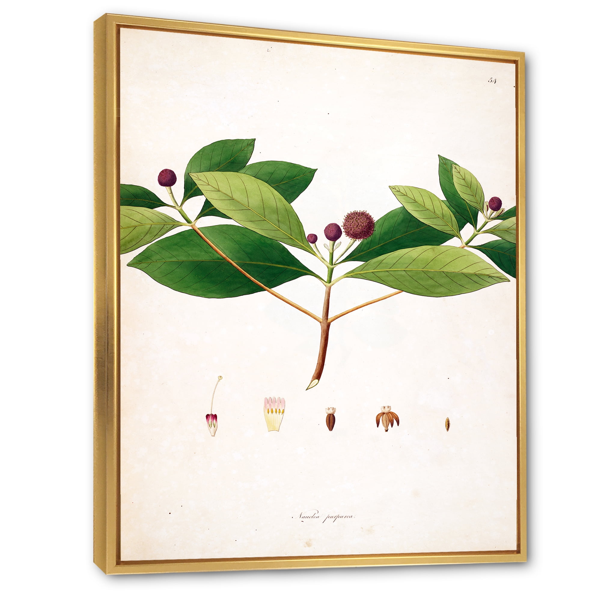 Ancient London Plants X 30 in x 40 in Framed Painting Canvas Art Print, by Designart