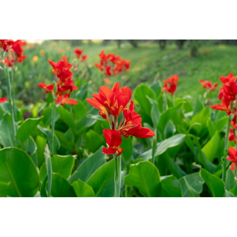Tropical Flower Seeds-Canna Indica-10 Seeds Brilliant Red Color