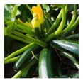 2 Squash Plants, Green Squash Zucchini Plant Live in Pot, Live Green