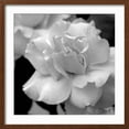 thumbnail image 2 of Art.com Candy Rose Photo by Nicole Katano, Brown Frame Wall Art, 21" x 21", 2 of 5