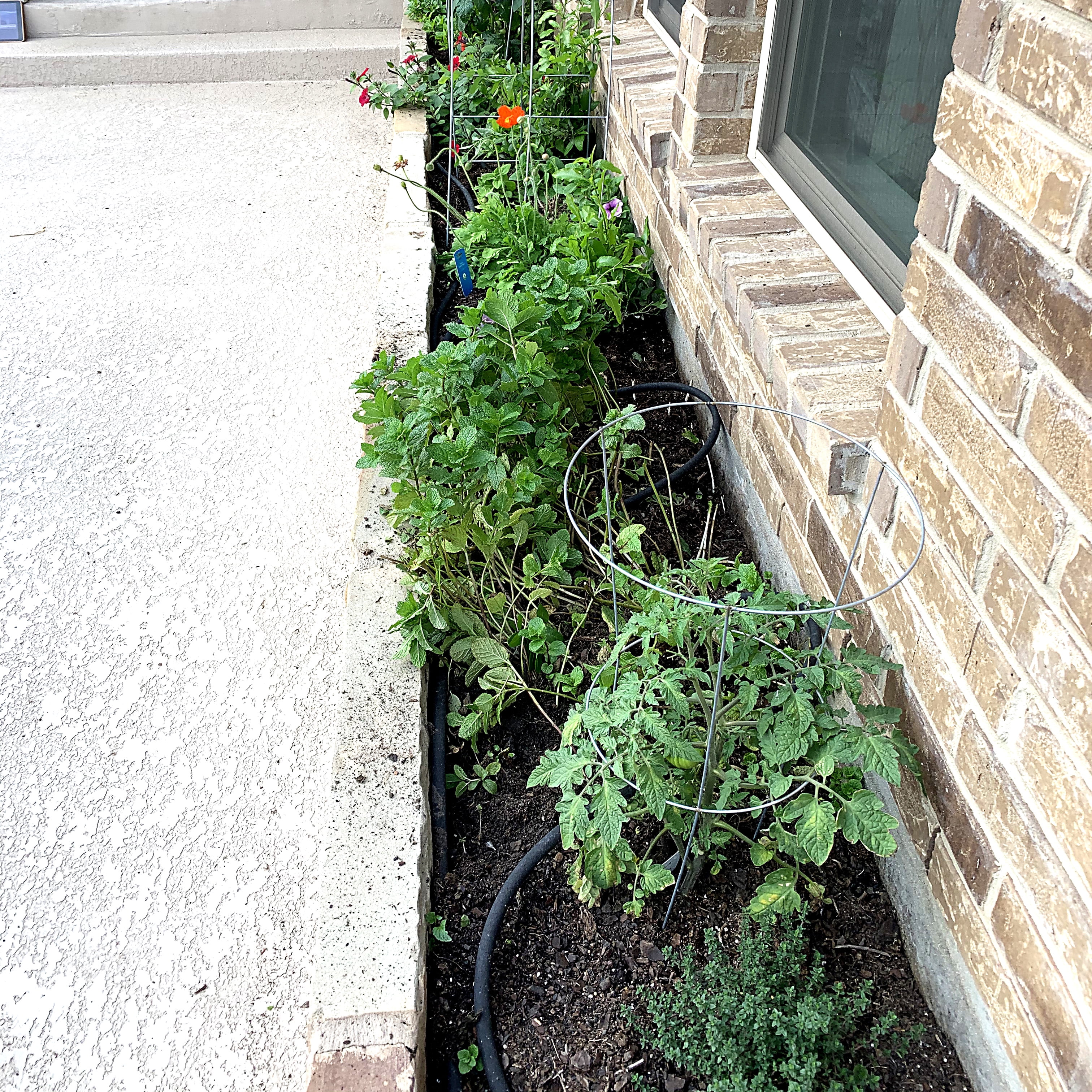 Expert Gardener 42 in. Heavy Duty Galvanized Steel Vegetable and Tomato Cage